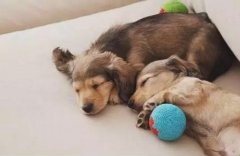 那些年，為狗狗說過的謊