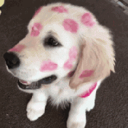 我家狗，在外面有人了！