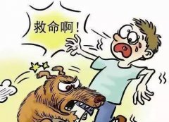 如遇惡犬咬人該怎么辦？這些知識也許能救命！