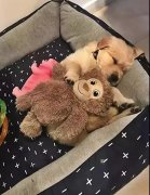 這幾件事你可能經常做，但是卻不知道傷了狗狗