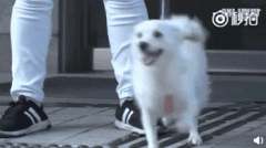 狗，真是人類最好的朋友嗎？