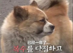 狗子會記仇嗎？