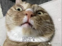 為何貓咪不喜被主人親吻？華興寵物食品