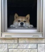 養一只狗是我做過最滿足的決定！