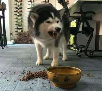 這些錯誤喂食習(xí)慣，別再犯了  華興寵物食品